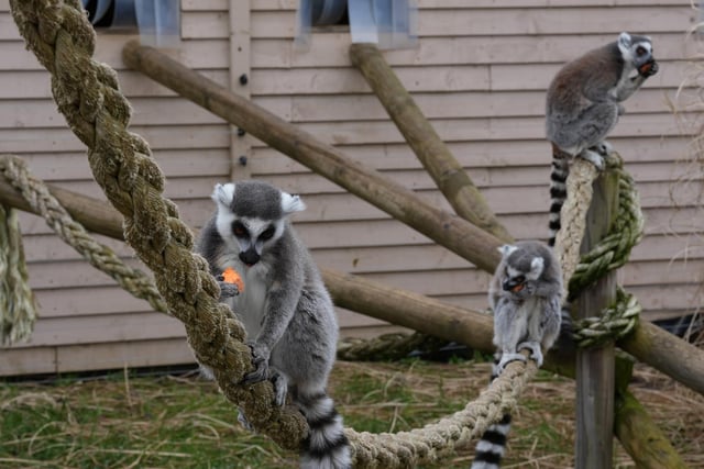 The walk through lemur enclosure is hugely popular with visitors