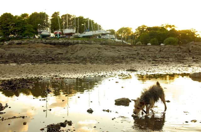 A dog plays on Dalgety Bay beach