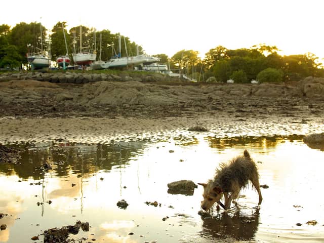 A dog plays on Dalgety Bay beach