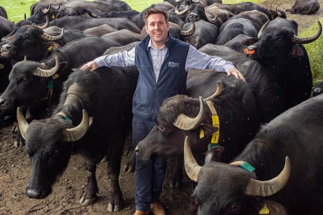Steve Mitchell at The Buffalo Farm (Pic: Angus Blackburn)