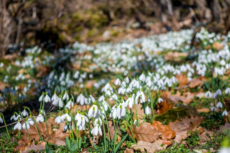 Abbotsford, the former home of Sir Walter Scott in the Borders, is a great spot for a walk at any time of year - but the plentiful snowdrops in February make it extra magical.