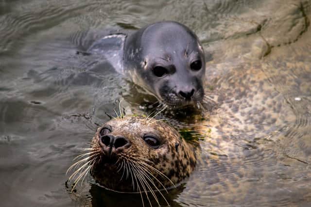 The new born seal pup with mum, Nelly