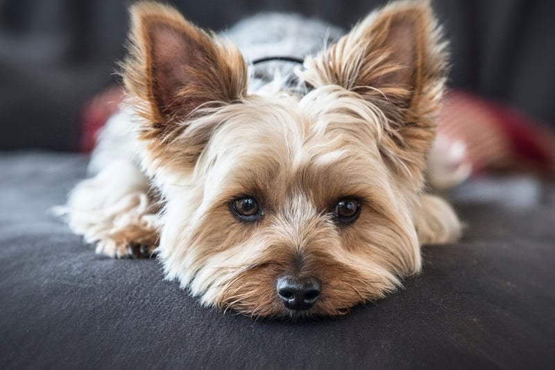 Yorkshire Terriers are tiny dogs that can be rattled by the big world around them - imagine how it feels to have lots of enormous humans towering over you. It's best to avoid large crowds when you are out walking with a Yorkie.