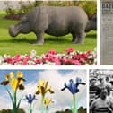 Giant flowers, hippos, the half marathon and the Glenrothes Gazette - all integral parts of the former new town (Pic: Submitted)
