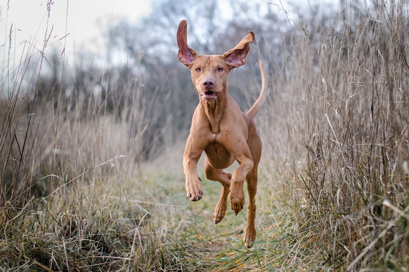 Known as a 'velcro' dog, the Vizsla clings to its owner like glue so can't be left alone for long. It also needs so many walks that you'll never be done popping up and down to the local park. If a Vizla isn't kept happy it will be noisy and chew your possessions - and you'll only have yourself to blame.