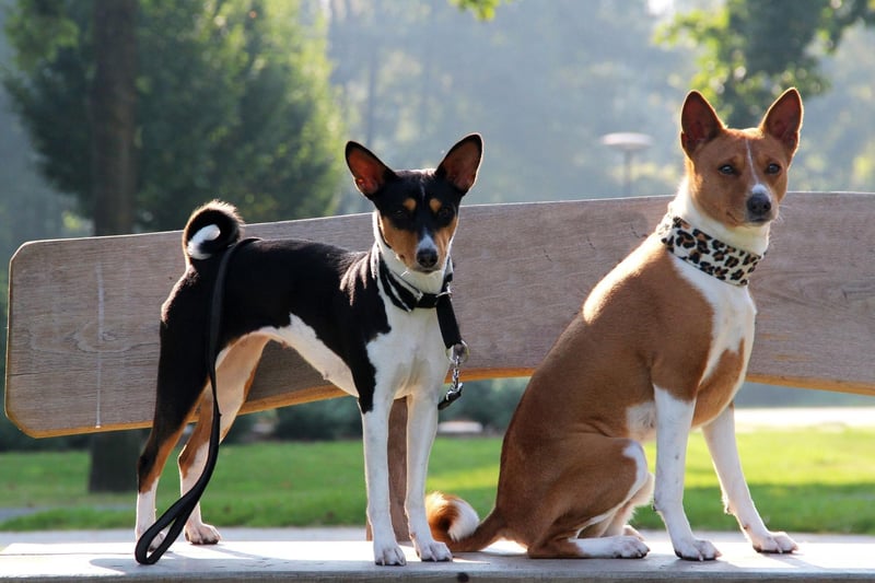 It's fair to say that the Basenji is a very unusual breed of dog. As well as not being particularly affectionate to its owners and completely ignoring strangers, it is also the only dog that doesn't bark - instead making an odd yodelling sound.