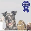 Could your pet win our amazing competition?