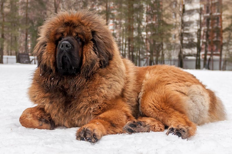 The Tibetan Mastiff originates from the snowy Himalayan Mountains and has a thick double coat that keeps them warm and dry in the worst of weather. They shed their dense undercoat in the summer, allowing them to cope with warmer weather too - making them an outdoor dog for all seasons.