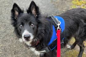 Handsome Hendrix is a 14-year old cross collie