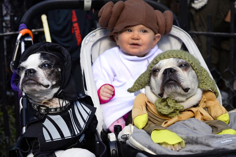 Obi is the third most popular intergalactic dog name - inspired by Obi-Wan Kenobi, the legendary Jedi Master played by both Alec Guinness and Ewan McGregor.