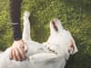 Clingy dogs: 10 breeds of lovable dog most likely to stick to their owners like glue