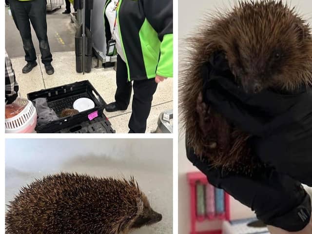 Otto the hedgehog was found at the Asda store (Pics; Submitted)