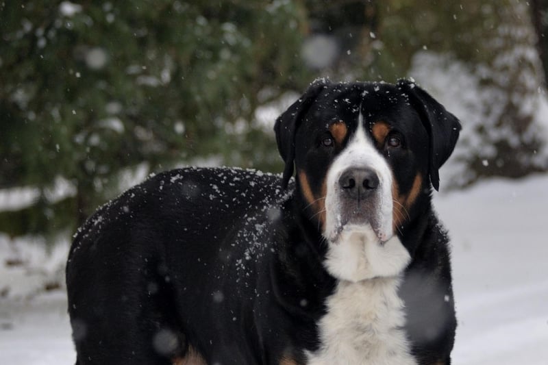Greater Swiss Mountain Dog owners shell out an average of £588.22 to insure their pets for expensive vet visits - the fourth highest bill.