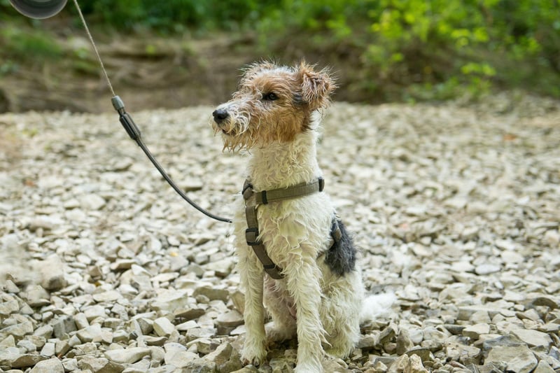 First bred in 19th century Britain, the Wire Fox Terrier had 623 new registrations last year.