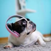 Many dogs - including the cute French Bulldog - have remarkably sensitive hearing.