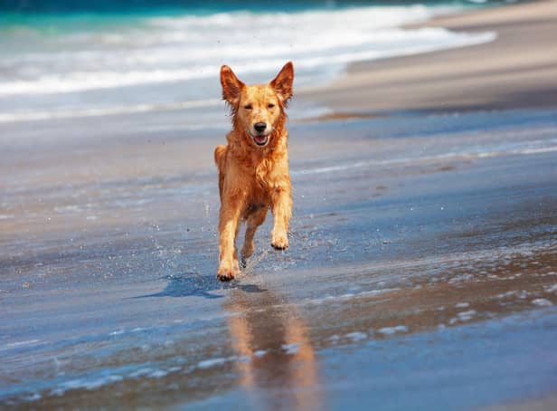 Dogs love the beach - and here are the most picturesque stretches of sand to walk your pet this spring.