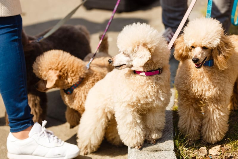 Poodles have been used to create some of today's most in-demand dogs - here are the 10 most popular.