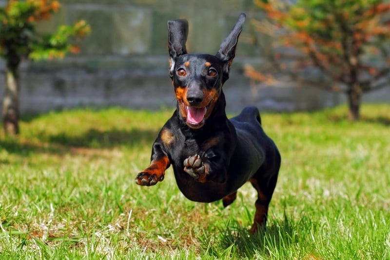 Coco is one of the most popular name for dogs of all breeds - and the same is true for Dachshunds.