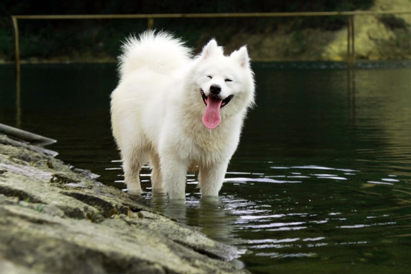 Celebrity Samoyed owners over the years include actor Bradley Cooper, singer Karen Carpenter, pop star Kelly Clarkson and television icon Lucille Ball.