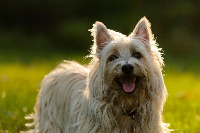 Cairn Terriers are another Scottish breed, originating from the Western Highlands and the Isle of Skye. Bred to chase down "vermin" between cairns,  these dogs are natural ratters. They have shaggy fur which needs to be hand-stripped and have active, cheerful personalities.