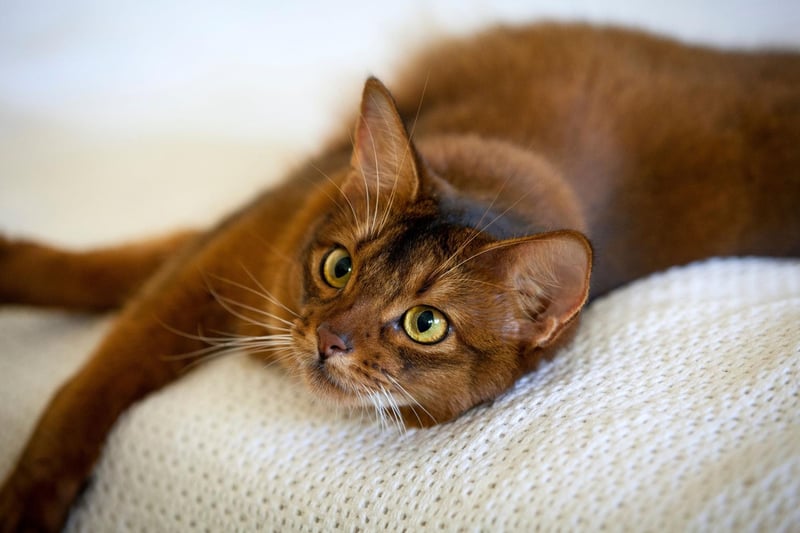 Somali cat owners can expect to pay an average of £336.95 each year to cover their pet's insurance - the second most expensive breed.