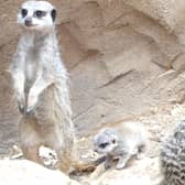 Introducing the youngest meerkat at St Andrews Aquarium in time for the summer (Pic: St Andrews Aquarium)