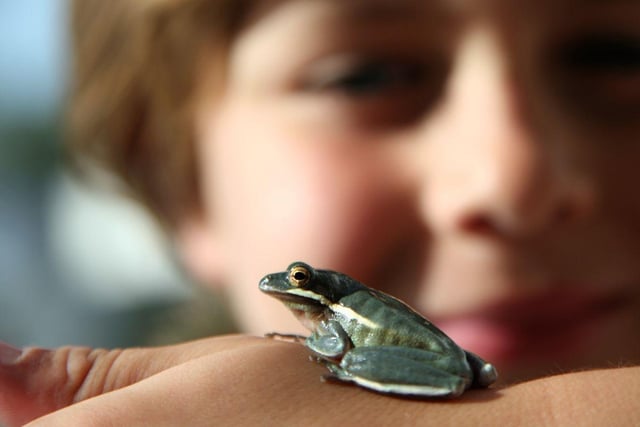 They may be more associated with garden ponds, but there are a whole range of exotic and colourful frogs and toads that can be kept indoors as pets. Around 0.5 per cent of British homes have one of these amphibians under their roof.