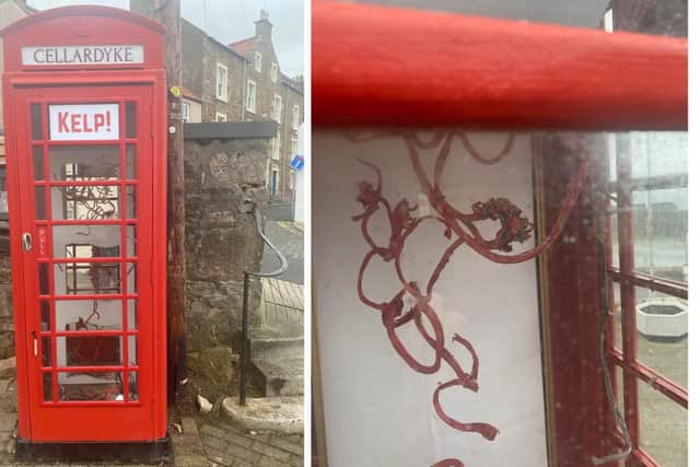 KELP! can be seen in Cellardyke (Pics: Submitted)