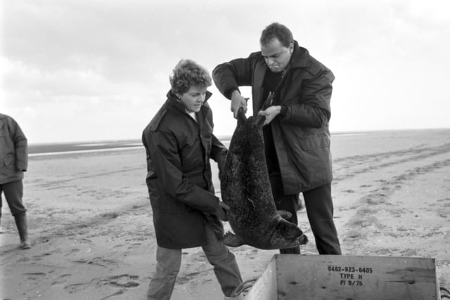 After being immunised, Molley the seal is released into the sea at St Andrews by SSPCA officers Sandra Hogben and Darroch Donald, November 1988.