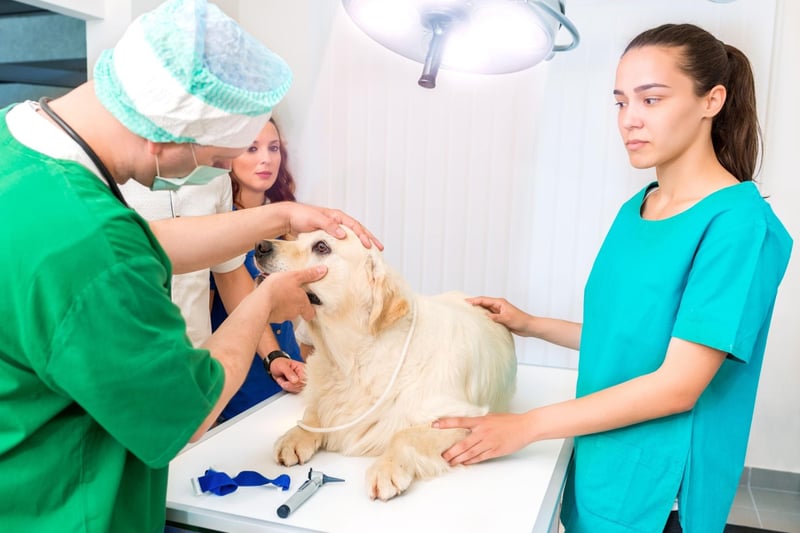 Golden Retrievers share the Labrador Retriever's many positive attributes, but also the tendency to have hip problems. Some dogs show signs of the issue when they are just months old, while others show no problems until they are much older.