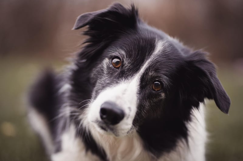 Named after the area around the England/Scotland border where it was first bred, the Border Collie is the second most popular of the pastoral breeds. There were 1,718 registrations with the Kennel Club in 2020.
