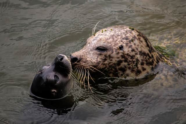 Seal pup at St Andrews Aquarium (Pic: Submitted)