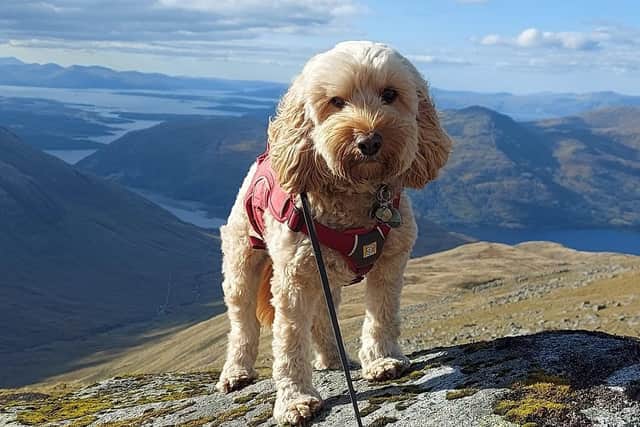 Chester is only the third dog to have climbed all of Scotland's Donalds.