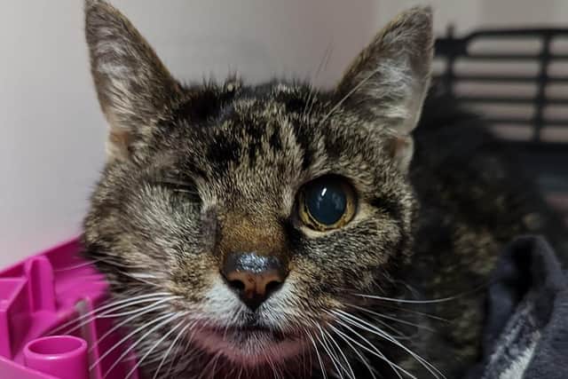 Josie was found after a dramatic journey under a car bonnet