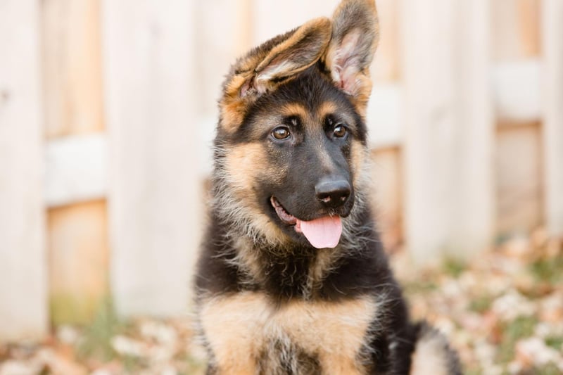 German Shepherds,  also known as Alsatians, are the second most popular dog breed on TikTok, with the hashtag #germanshepherd gaining 9.1 billion views. This dog breed is favoured by police units around the world for its loyal and courageous temperament. With  its wolf-like appearance, this breed is certainly striking.