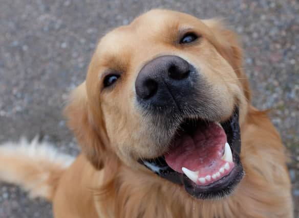 How much do you know about the adorable Golden Retriever?
