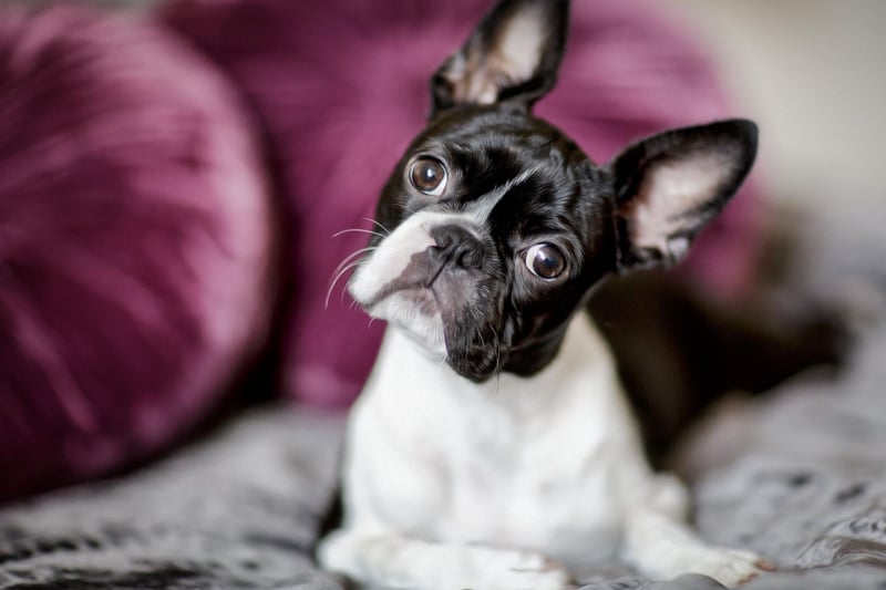 The Boston Terrier has quite a broad size range, weighing from 4.4-11 kg. They are dogs that enjoy plenty of indoor time and will happily laze around their home for most of the day.