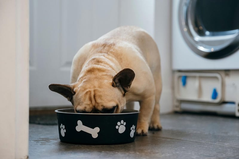 Fussy eating Frenchies are nothing new and it can be frustrating trying to find a meal routine that works. Some recommended tactics include feeding them in a cooler room, pouring some chicken broth over their food, or feeding them by hand.