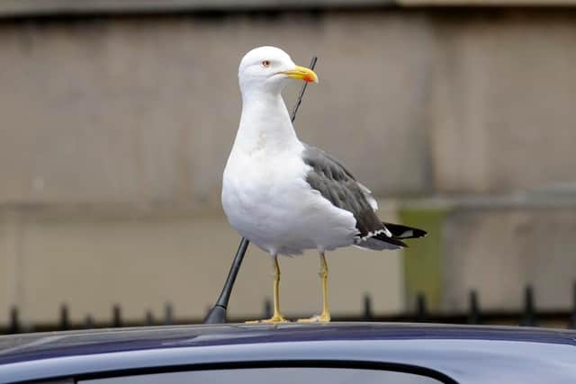 Seagulls have been the subject of many complaints in Fife towns