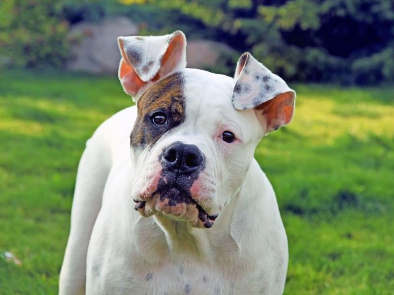 All four of the dog breeds that have the shortest lifespans, starting with the American Bulldog, are brachycephalic (flat-faced). The lower life expectancies are associated with the animals suffering from several conditions, including breathing problems and spinal disease. The American Bulldog lives for an average of 7.79 years.