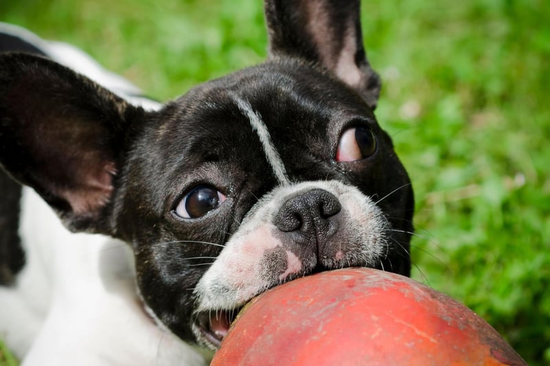 Cheeky and bold, the French Bulldog will not be ignored if it wants to play - which is most of the time. Be careful not to give them too much exercise though, as they are prone to breathing problems.