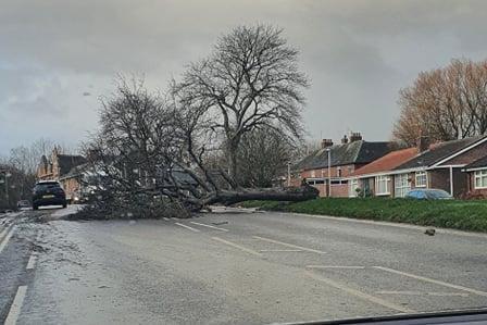 A tree blocks the road in Bill Quay. Picture: Amy-Jane Neale.