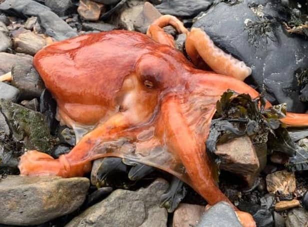The bright orange octopus sitting on the rocks at Bo'ness harbour.