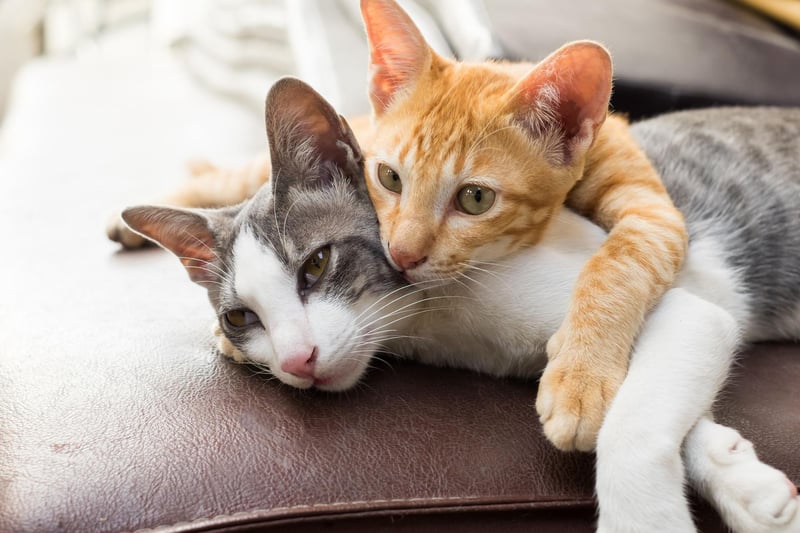 Dogs and cats might be natural rivals but there's no separating them when it comes to popularity - there are also around 12 million cats in the UK.