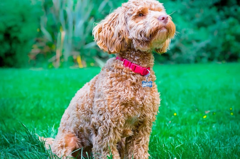 One of the first 'designer dogs' to become popular in the 1990s, the Cockapoo is a mix of Poodle and Cocker Spaniel. The crossbreed is a great family pet, and are very playful.