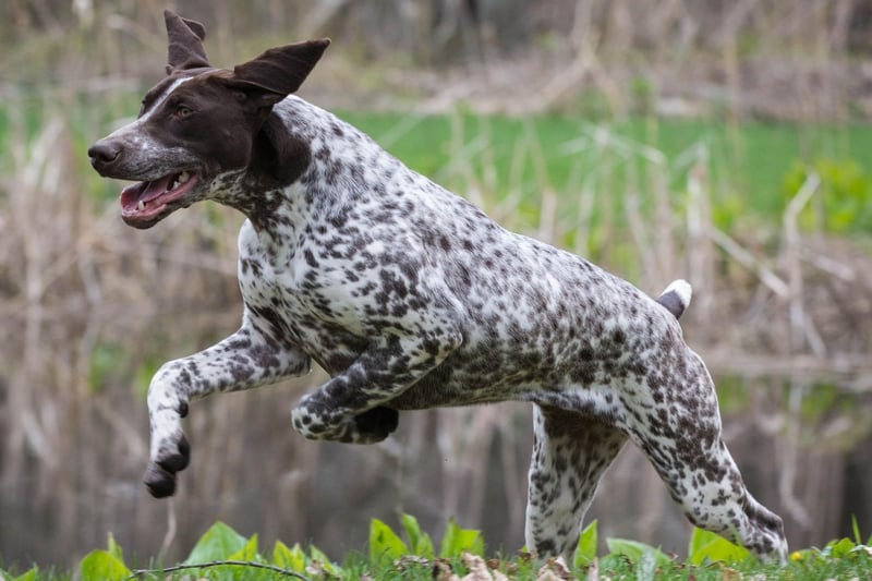 Another breed with a history of hunting, the German Shorthaired Pointer got its name from its skill of 'pointing' out prey. They were the ninth most popular dog in America in 2020.