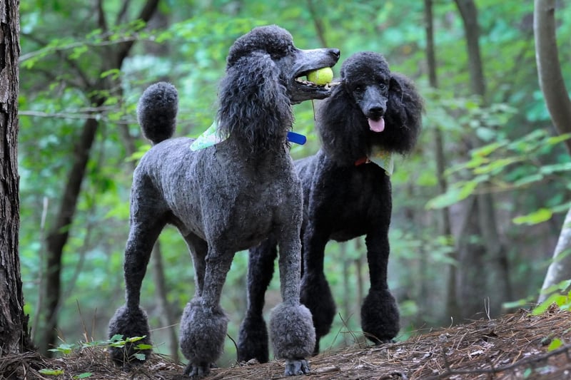All three sizes of Poodle - Standard, Miniature and Toy - are equally sociable. In fact, the only way to make a Poodle more sociable is by breeding it with a Labrador or Golden Retriever, creating the super-sociable Labradoodle and Goldendoodle.
