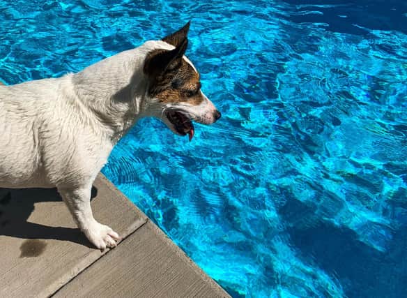 It's important to make sure your four-legged friend stays safe and cool over the summer.