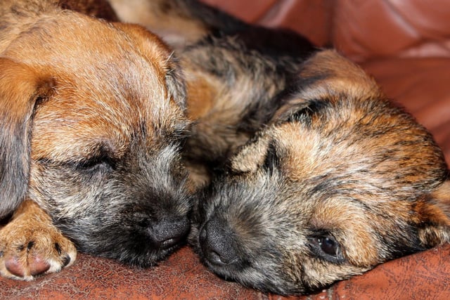 Border Terriers have a longer average lifespan than most breeds - living for between 12 and 15 years.