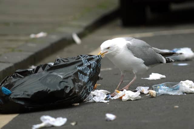 Seagulls will scavenge for food and rip up bin bags